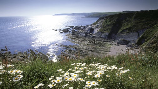 Rugged coastline and spring flowers at Hoist Point, Devon